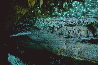 Вайтомо, Новая Зеландия-Пещеры Вайтомо